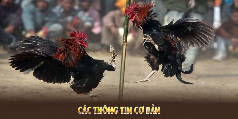 Các thông tin cơ bản của sảnh đá gà 33WIN