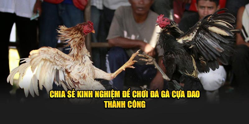 Chia sẻ kinh nghiệm để chơi đá gà cựa dao thành công