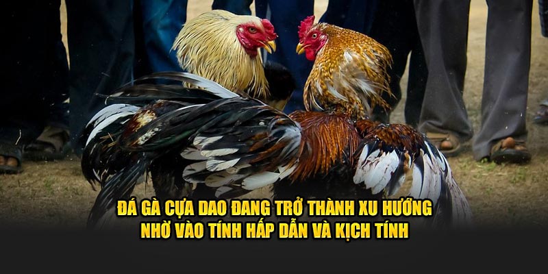 Đá gà cựa dao đang trở thành xu hướng nhờ vào tính hấp dẫn và kịch tính