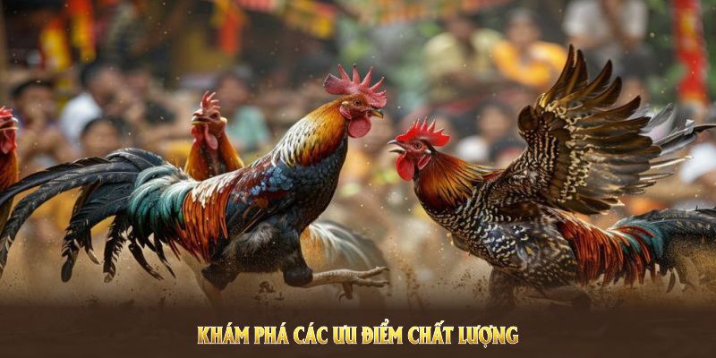 Khám phá các ưu điểm chất lượng của sảnh đá gà 33WIN