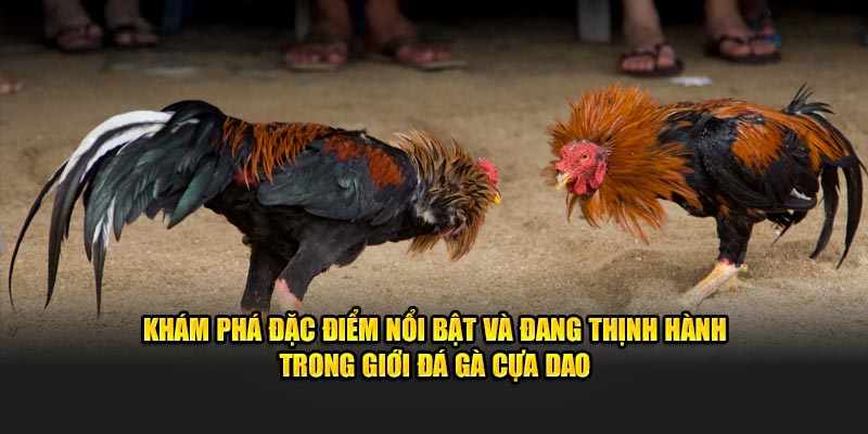 Khám phá đặc điểm nổi bật và đang thịnh hành trong giới đá gà cựa dao